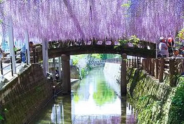 中山大藤