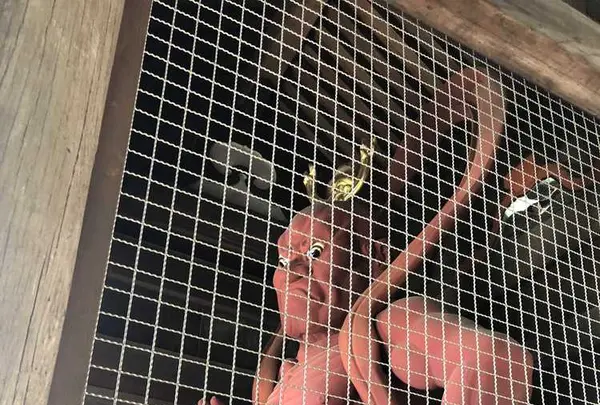 岩殿山 安楽寺の写真・動画_image_314536