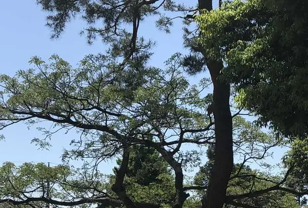 箭弓稲荷神社の写真・動画_image_314563