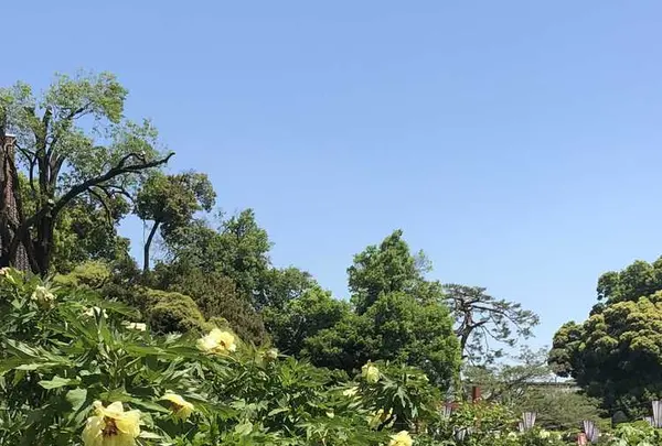 箭弓稲荷神社の写真・動画_image_314567