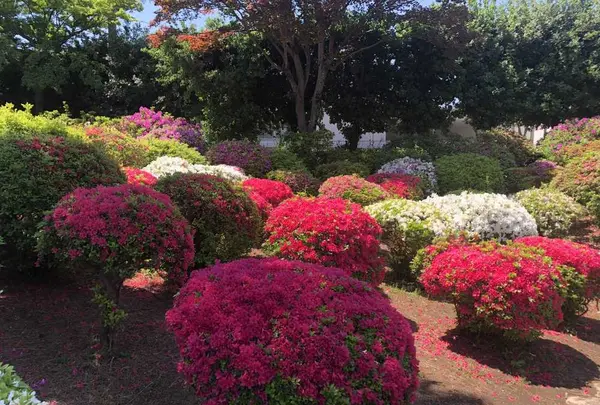 箭弓稲荷神社の写真・動画_image_314571