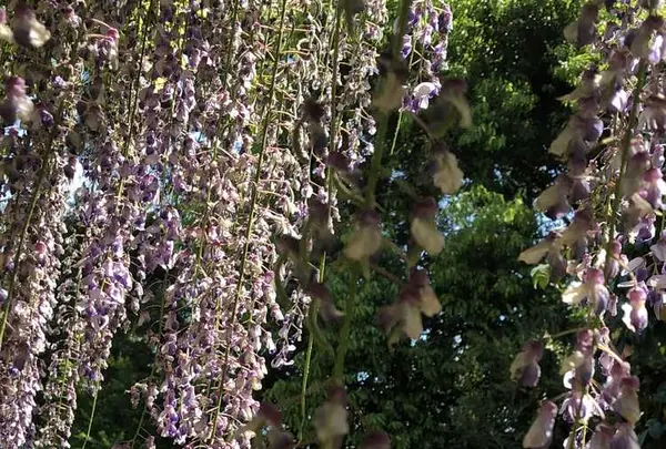 箭弓稲荷神社の写真・動画_image_314573