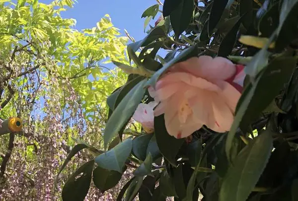 箭弓稲荷神社の写真・動画_image_314576
