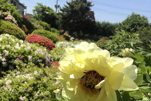 箭弓稲荷神社の写真・動画_image_314579
