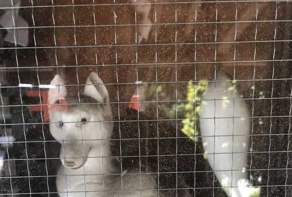 箭弓稲荷神社の写真・動画_image_314583