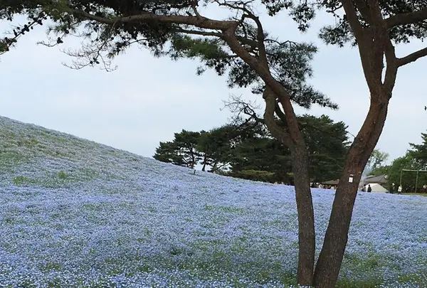 国営ひたち海浜公園の写真・動画_image_314797