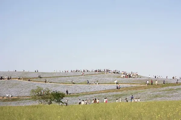 国営ひたち海浜公園の写真・動画_image_314860