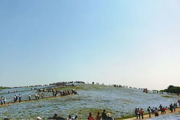 国営ひたち海浜公園の写真・動画_image_315059