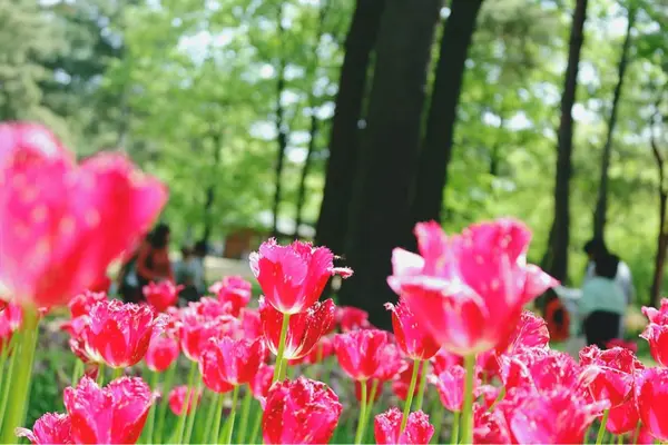 国営ひたち海浜公園の写真・動画_image_315060