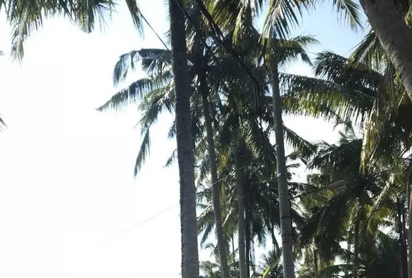 Ubudの写真・動画_image_315889