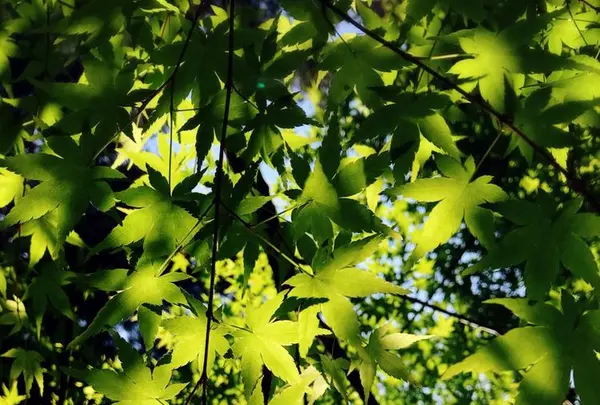 龍蓋寺（岡寺）の写真・動画_image_316045