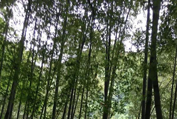 愛岐トンネル群の写真・動画_image_316430