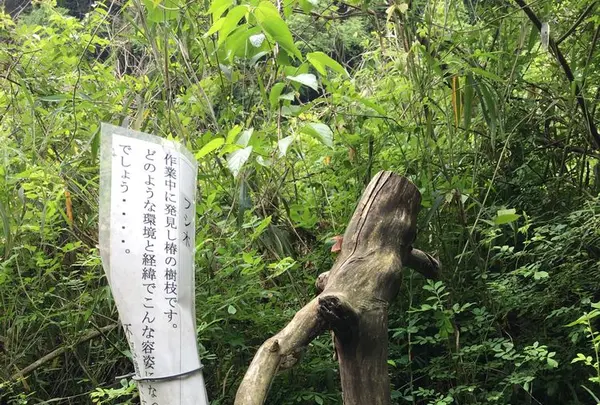 愛岐トンネル群の写真・動画_image_316435