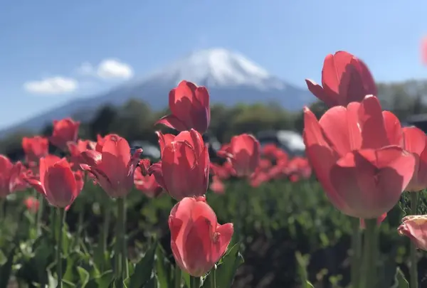 山中湖花の都公園の写真・動画_image_317145
