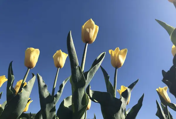 山中湖花の都公園の写真・動画_image_317146