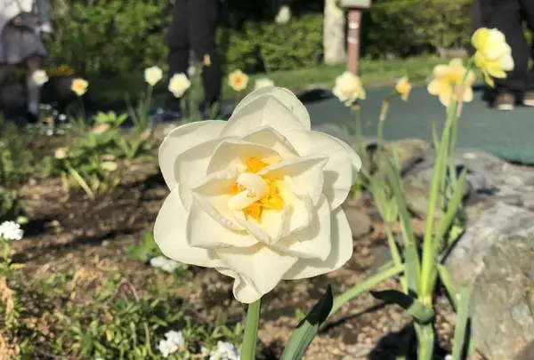 山中湖花の都公園の写真・動画_image_317147