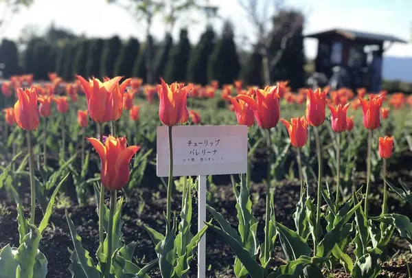 山中湖花の都公園の写真・動画_image_317151