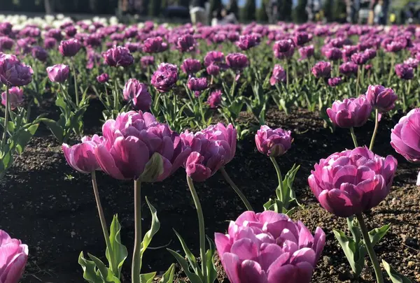 山中湖花の都公園の写真・動画_image_317152