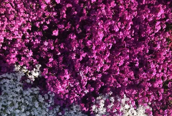 山中湖花の都公園の写真・動画_image_317153