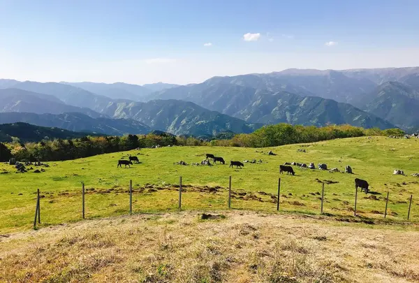 四国カルストの写真・動画_image_317330