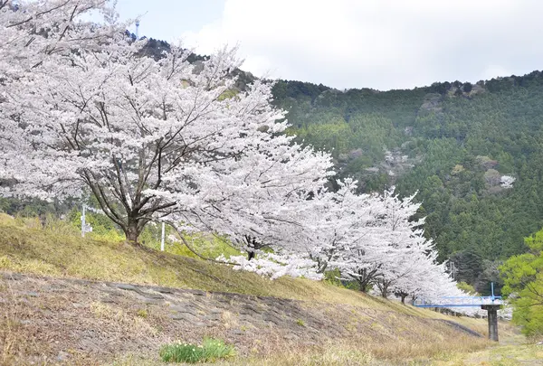 桑野山の堤防