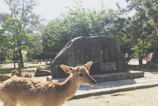 東大寺の写真・動画_image_318208