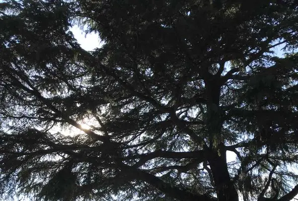 増上寺の写真・動画_image_318294