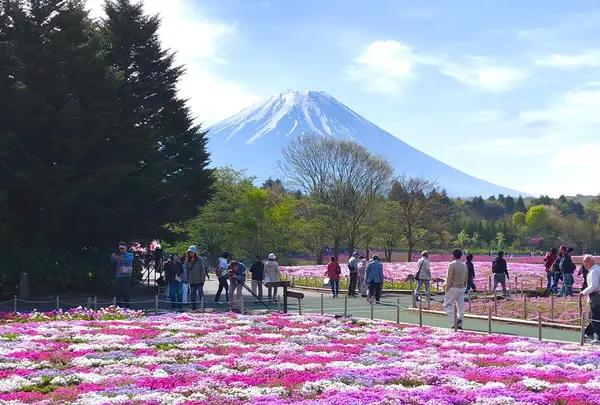富士芝桜まつりの写真・動画_image_318310