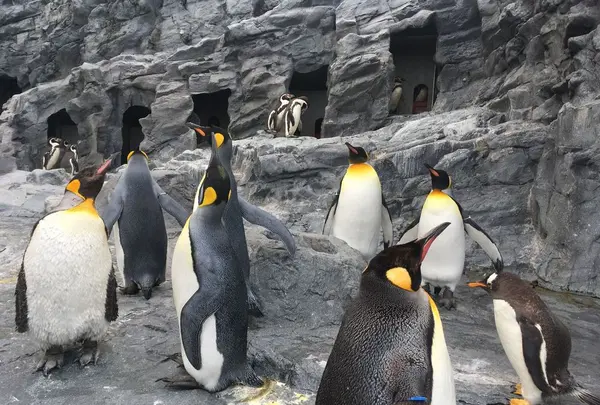 旭川市 旭山動物園の写真・動画_image_318335