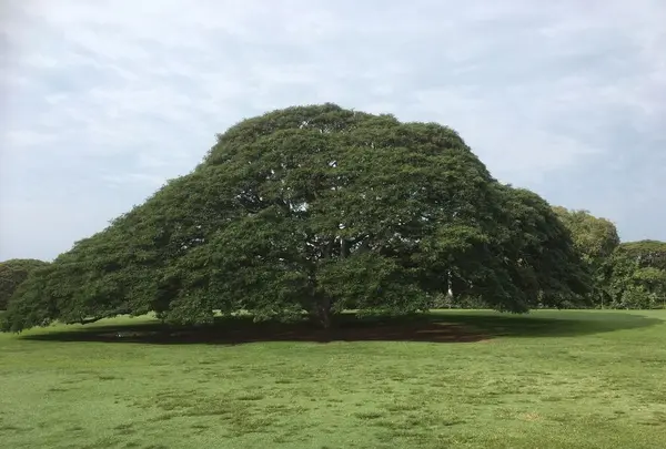 モアナルア・ガーデンズの写真・動画_image_318415