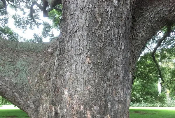 モアナルア・ガーデンズの写真・動画_image_318416