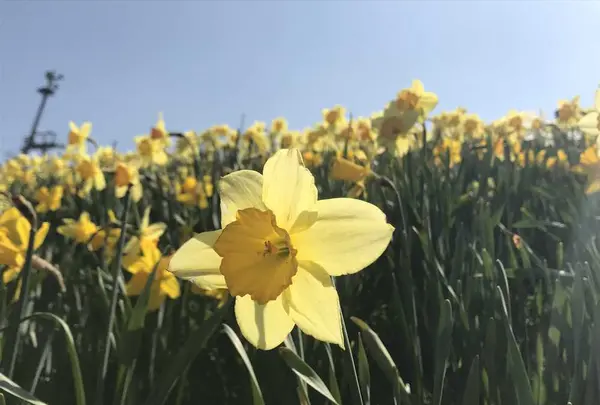 びわ湖バレイの写真・動画_image_318427
