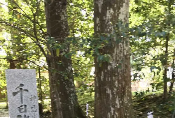 熊野古道大門坂の写真・動画_image_318531