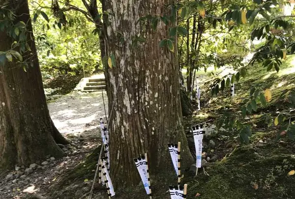 熊野古道大門坂の写真・動画_image_318534