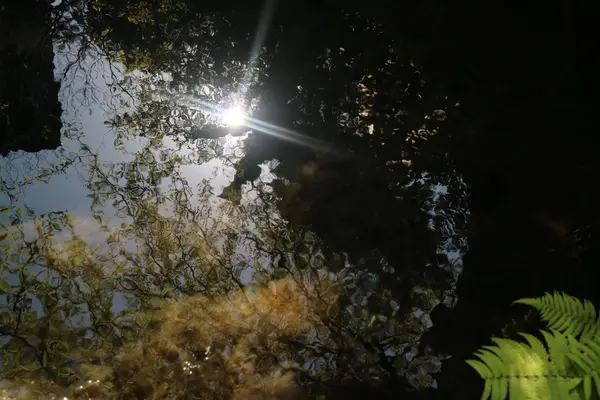 忍野八海の写真・動画_image_318544