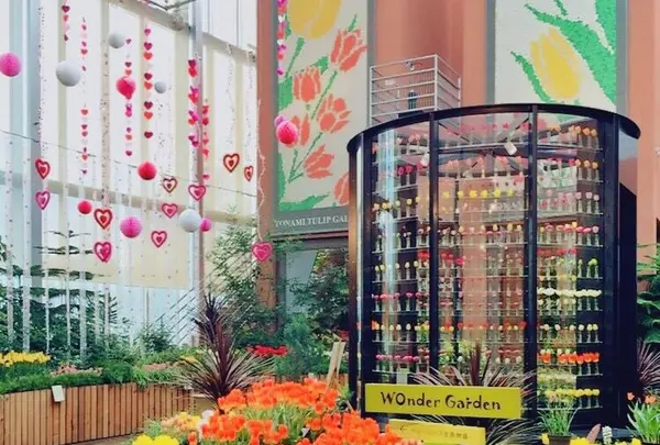 チューリップ四季彩館の写真・動画_image_318574