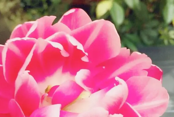 チューリップ四季彩館の写真・動画_image_318575