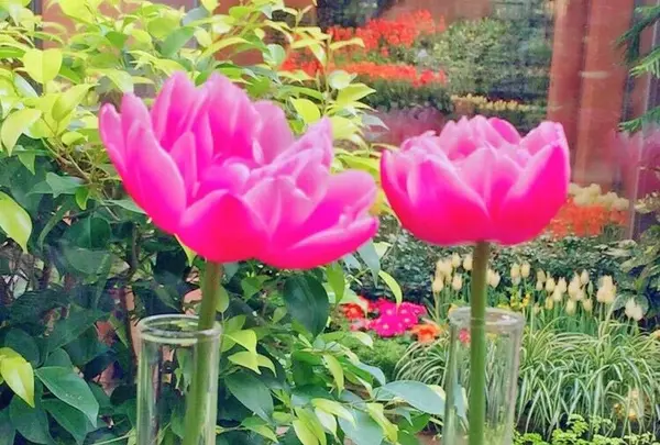 チューリップ四季彩館の写真・動画_image_318576