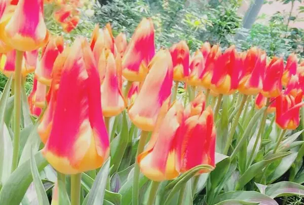 チューリップ四季彩館の写真・動画_image_318577