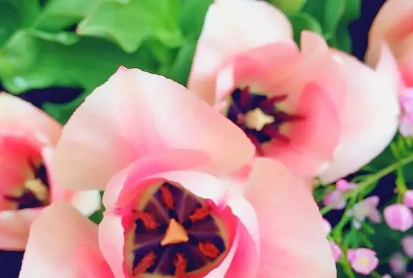 チューリップ四季彩館の写真・動画_image_318578