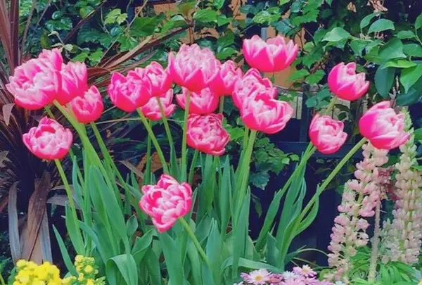 チューリップ四季彩館の写真・動画_image_318579