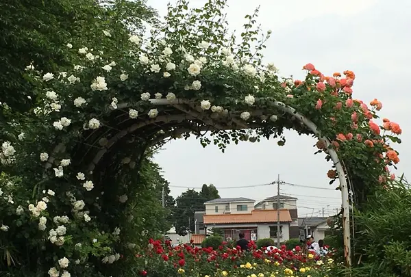 与野公園の写真・動画_image_318582