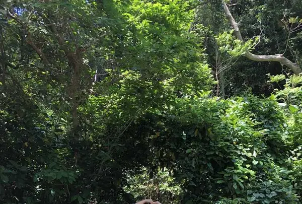 猿島の写真・動画_image_318650