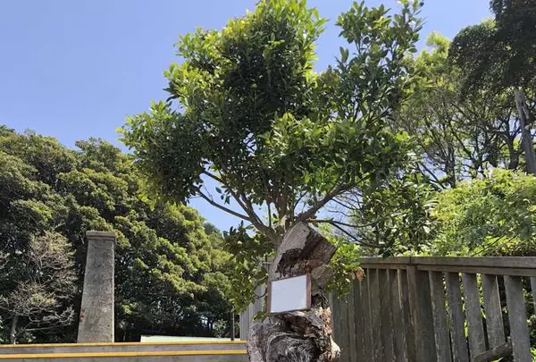 猿島の写真・動画_image_318651