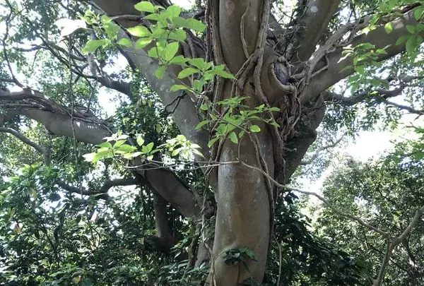 猿島の写真・動画_image_318656