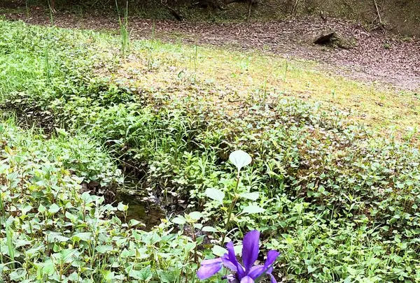 濃溝の滝の写真・動画_image_318670