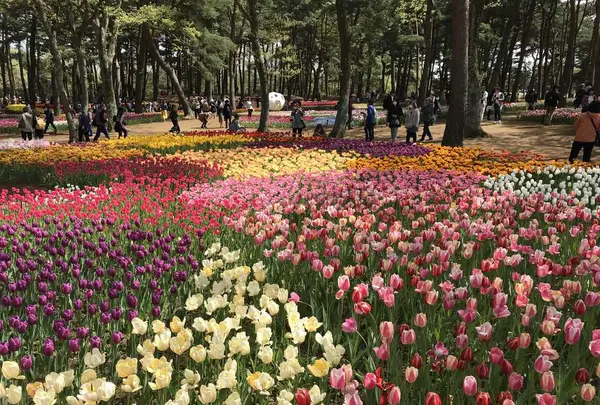 国営ひたち海浜公園の写真・動画_image_318756