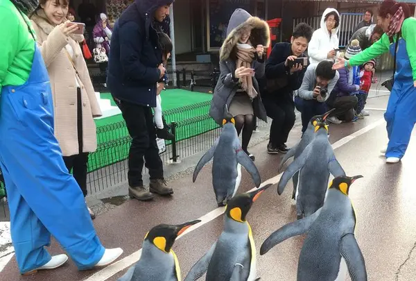越前松島水族館の写真・動画_image_318757
