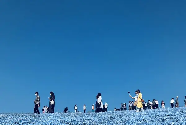 国営ひたち海浜公園の写真・動画_image_318821