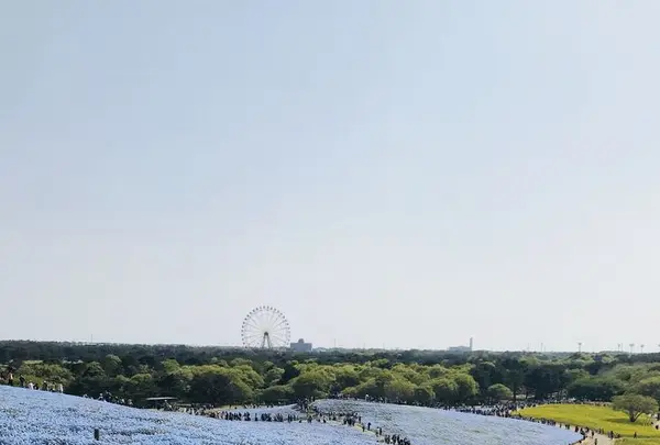 国営ひたち海浜公園の写真・動画_image_318822